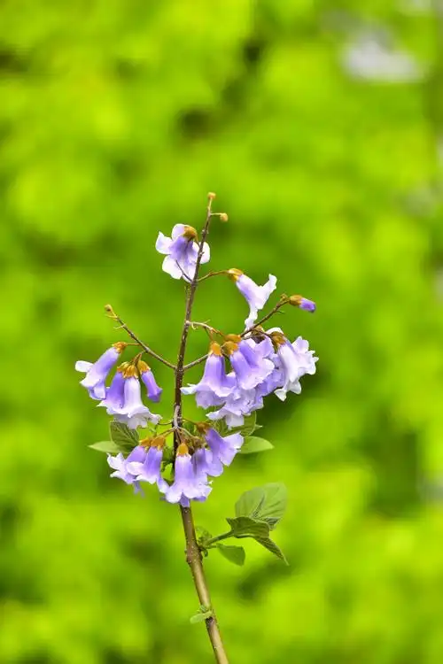 初夏雨后的露珠!