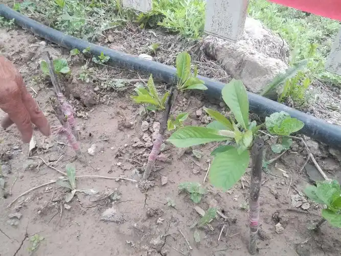 三棵樱桃树果子又大又繁,一丛丛大樱桃压弯了树枝,舅舅用树杈将树枝