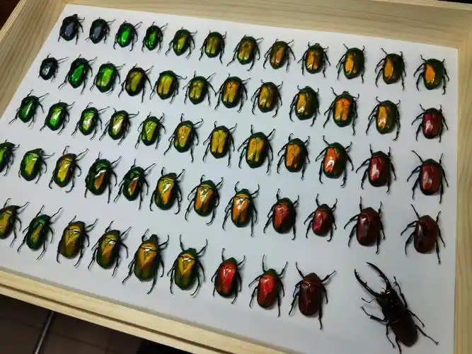 朋友做的花金龟标本盒治好了我的强迫症