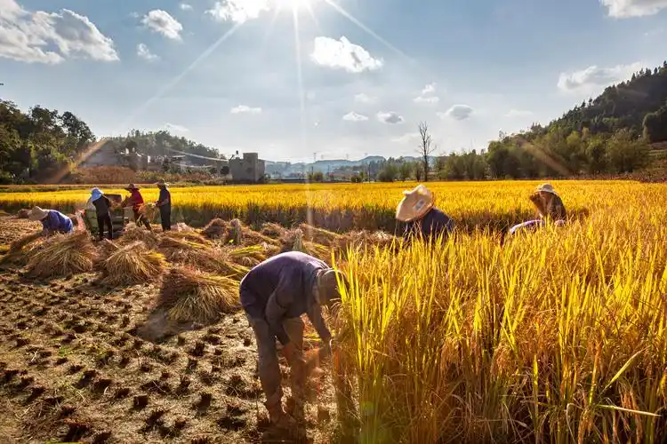 黔西水稻丰收啦