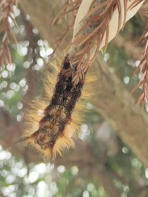 松毛虫老熟幼虫在树枝上,针叶丛中或地被灌木上结茧化蛹,老熟幼虫体上