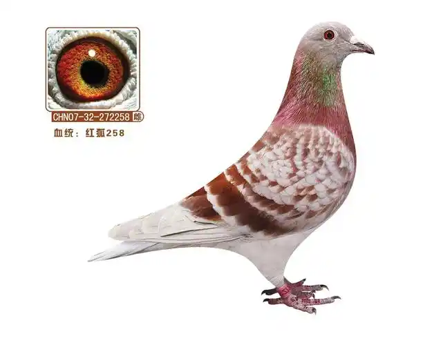 红狐258_圆梦鸽艺_ ag188.com爱鸽商城_中国信鸽信息网