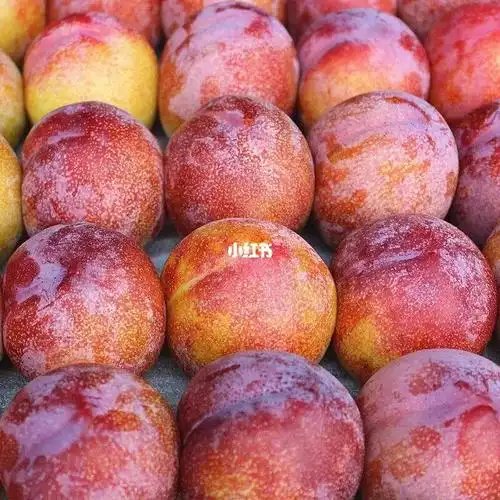 请大数据把我推给爱吃李子的姐妹