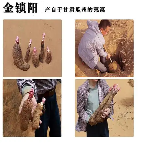 肉苁蓉锁阳共500g特级男性用泡茶泡酒肉松蓉干片淫羊藿伟博