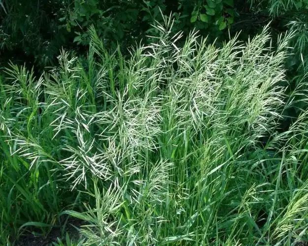 日月峡中草药(086)--草地早熟禾