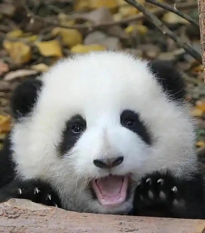 小熊猫171717171717头像给大家使用～  #熊猫# #可爱