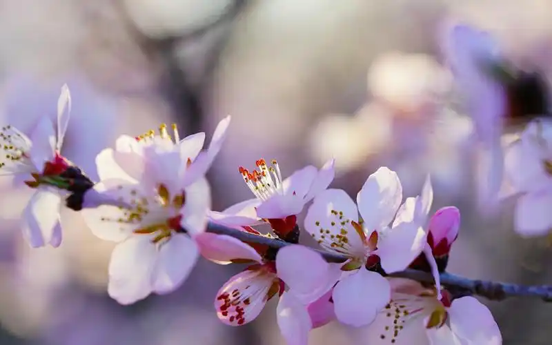 优雅的山桃花唯美高清桌面壁纸
