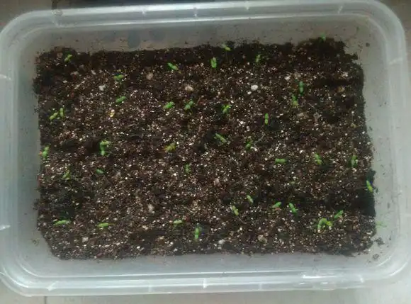 清脆爽口的冰菜跟夏天更配哦赶紧阳台种起来