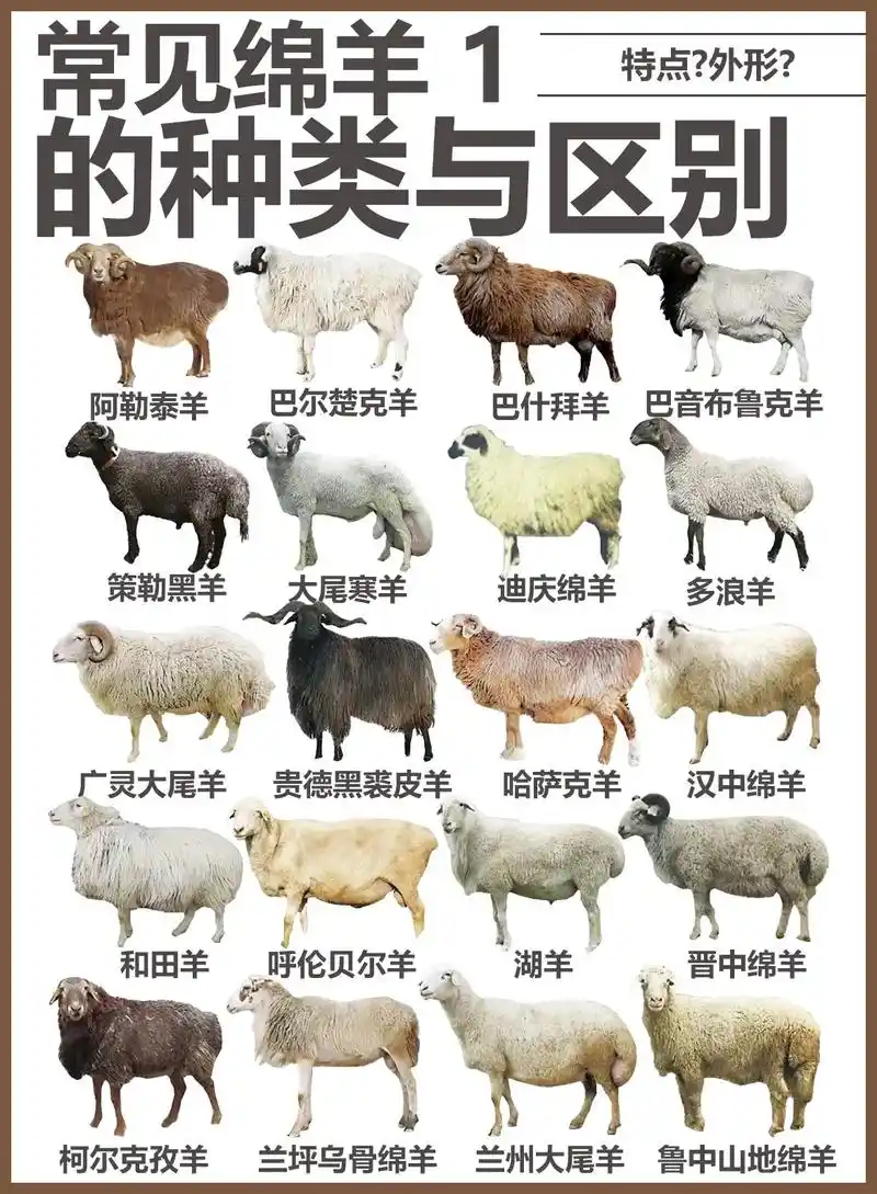常见绵羊的种类与区别(1)绵羊发源地在中亚,后逐渐向世界各地 - 抖音