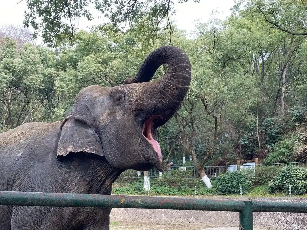 《张嘴向游客讨要食物的大象》照片源于寒假和朋友在温州动物园 - 抖