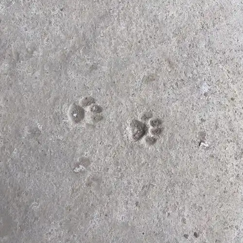 小猫砸欢快的跑了过去留下这一串可可爱爱的脚印93可以想象当时的毛