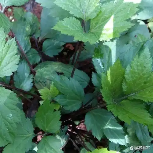 山里这种"鸭脚板",在日本很吃香,味道十分独特,可惜不多见了