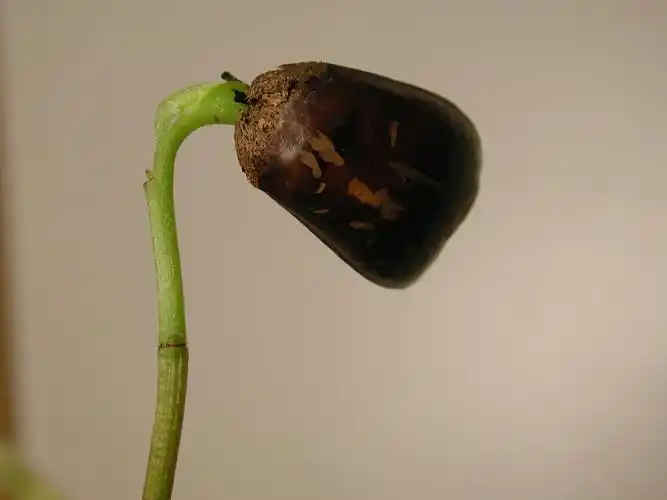 100山刺番荔枝发芽 b02a.jpg