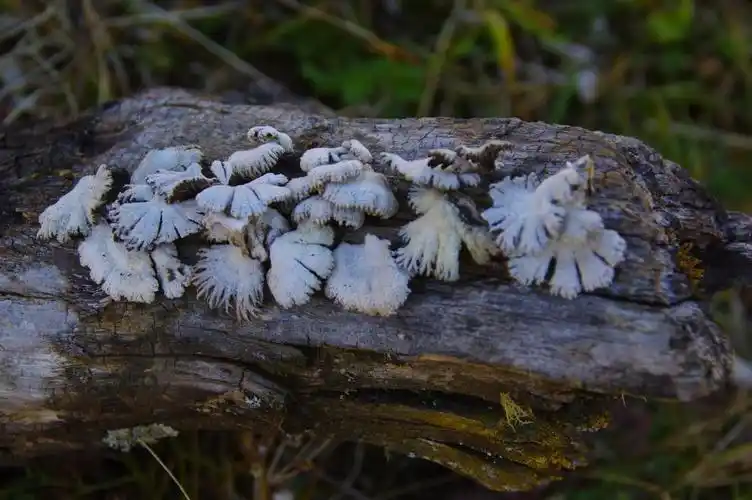 山野藏珍馐——白参菌