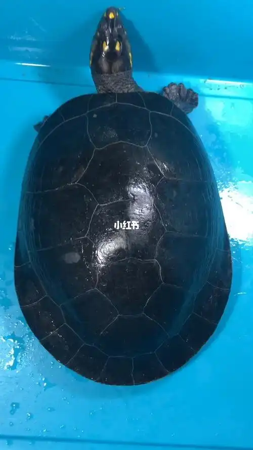 黄头侧颈龟又叫忍者神龟