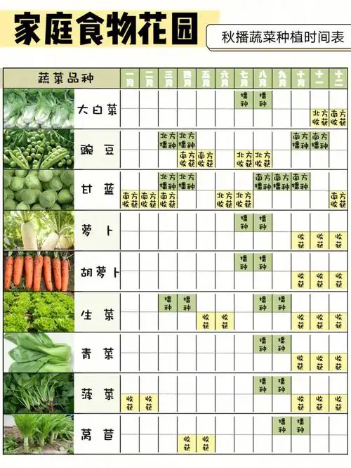 干货丨家庭食物花园秋播蔬菜种植时间表