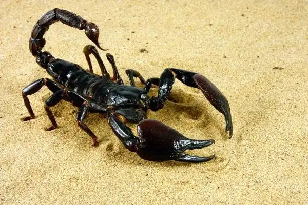 毒蝎子有什么作用