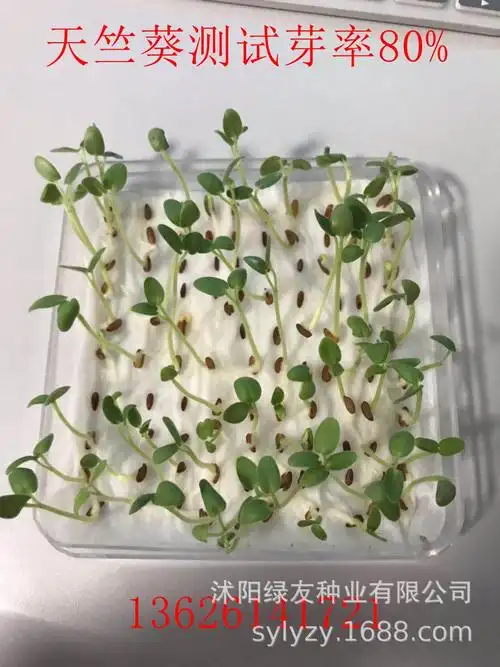 直销 天竺葵种子 观赏小盆栽草本植物花卉