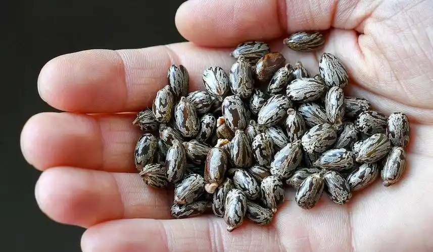 资料图:蓖麻子(法新社)