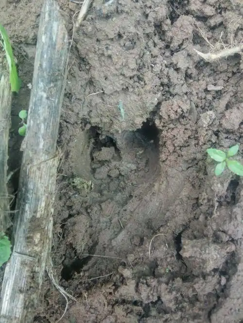 这是野猪脚印 有谁知道这猪有多大?