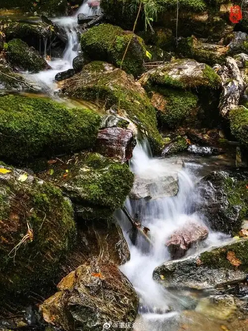 金猴岭是神农架神农顶景区里的一个景点,是神农架原始森林保护较好