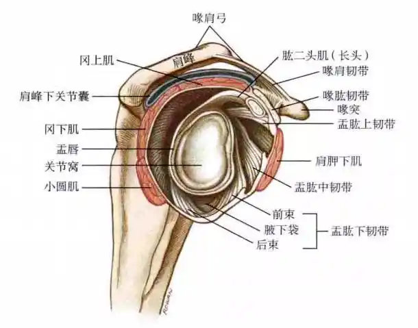 把这些动作练完肩痛神奇的消失了