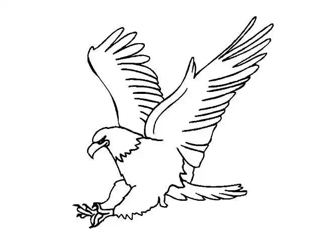 老鹰树简笔画大图