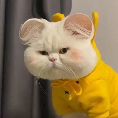 猫咪头像萌图片 高清可爱猫咪头像大全 - 微信头像 - 52图