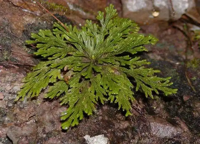 山中野草"回阳草"_山东省临沂市蒙阴县联城镇王家洼村-村网通
