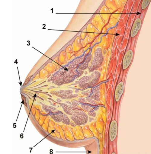首先女性的乳房主要是由脂肪和乳腺构成,而我们通常说的乳房发育剖档