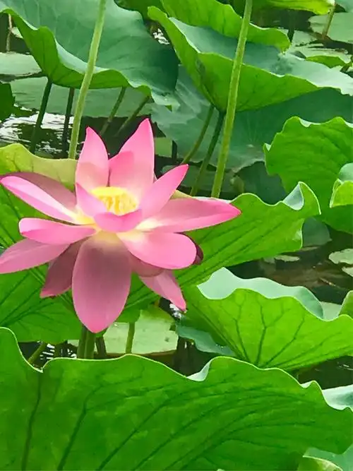 大明湖荷花盛开时节真漂亮!(相机拍摄)