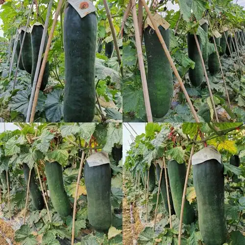 区农业农村局实地了解冬瓜生产及运销情况,贯彻落实"冬瓜采购运销应急