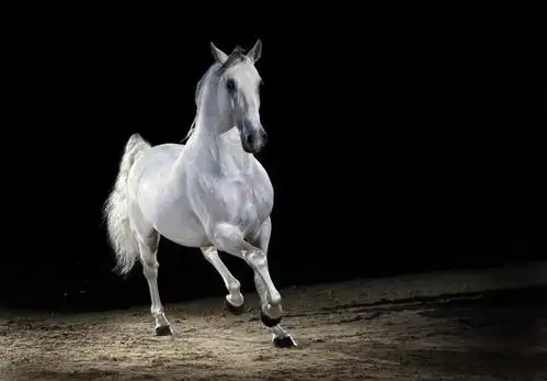 无人,跑,横图,室外,白天,正面,锻炼,运动,道路,路,公路,马,野生动物