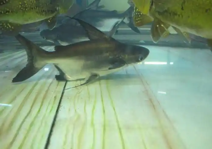 热带观赏鱼 正宗成吉思汗鲨鱼大白鲨虎头鲨大型鱼渔场直销