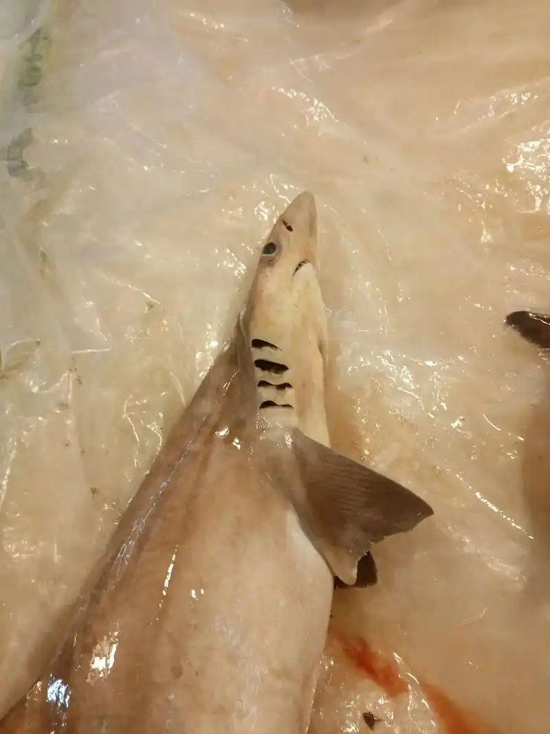 温顺的捕食者.#我们的海洋 #海洋动物 宽尾斜齿鲨(scol - 抖音