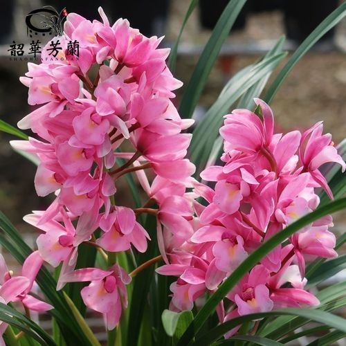 兰花香兰大花蕙兰粉红樱花浓香好养客厅庭院花卉勤花勤芽美观雅致