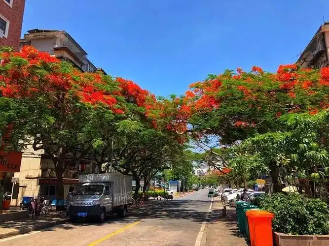 惊艳全国厦门有条凤凰大道1500多株凤凰木渐次开放美得一塌糊涂