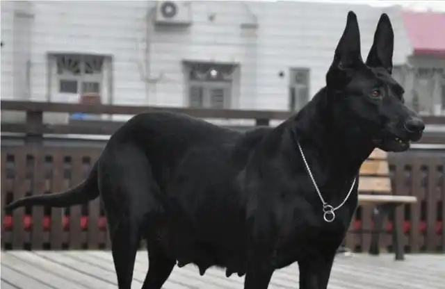 黑狼犬产地是哪里?