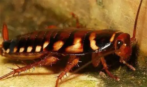 世界上最大的蟑螂 科学家们发现长度达到10厘米的东方蜚蠊