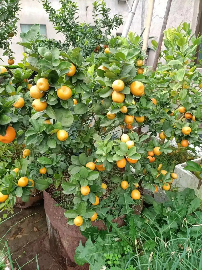 丰收的季节,楼顶阳台种的果树又己是硕果累累.爱好 - 抖音