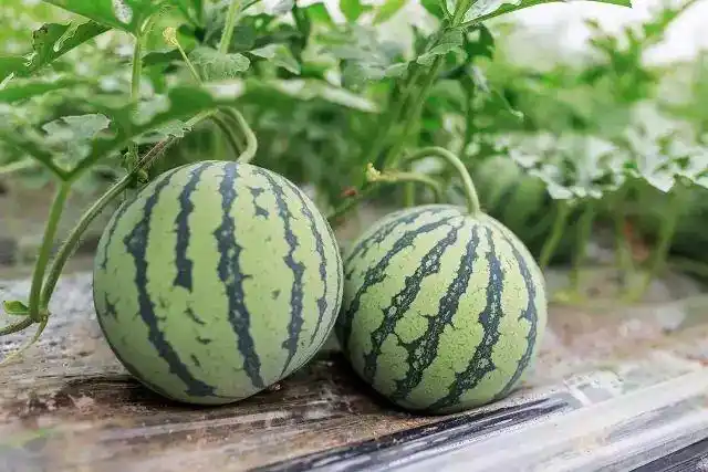 西瓜这样吃竟然意外地好吃3种拯救夏天的另类西瓜料理