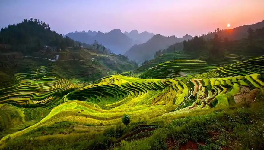 靖西巴泽梯田