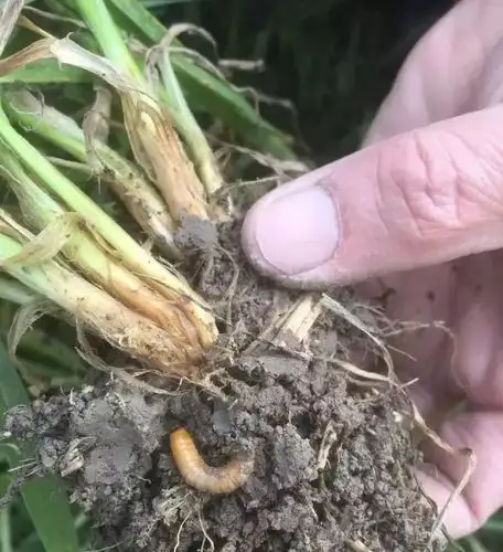 小麦地下害虫 (金针虫)