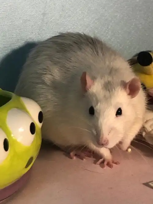 老鼠肉可以吃吗