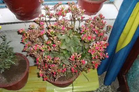 落地生根冬季开花