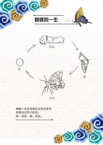 蝴蝶的一生进化宣传展板