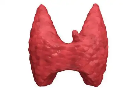 甲状腺孤立前视图照片