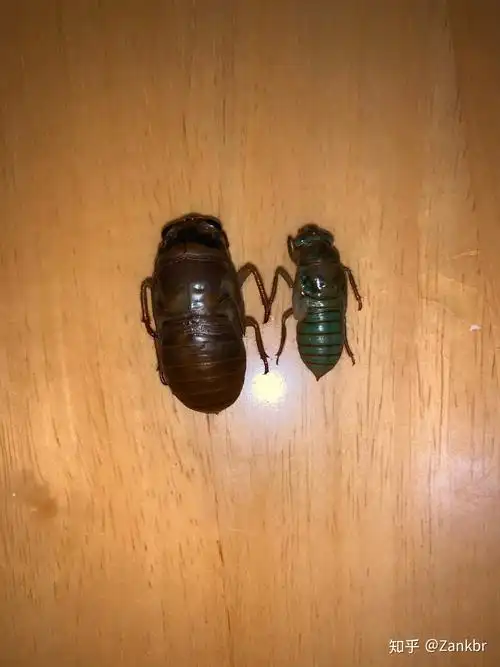 小知了猴是什么品种? - 知乎