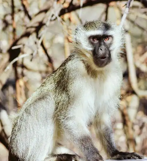 whiteandblackmonkeyonbrowntreebranch图片