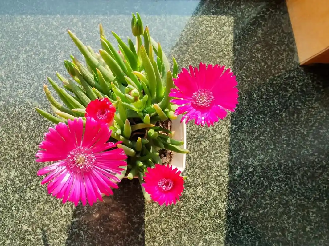 差点被丟弃的一盆多肉,不经意间在阴冷的冬季借一丝温暖,对着阳 - 抖